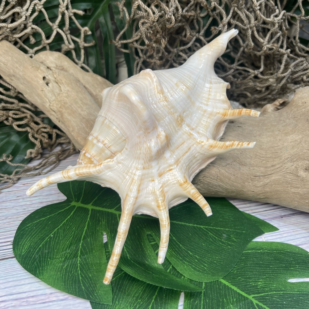 XL Spider CONCH SEASHELL Collector Display Shell nautical Decor beach coastal